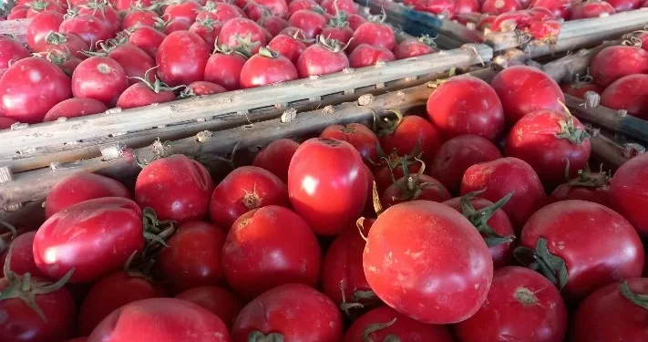 الطماطم