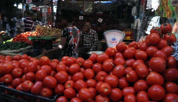 الطماطم