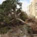 قطع الاشجار