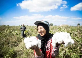 القطن المصري