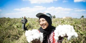 القطن المصري