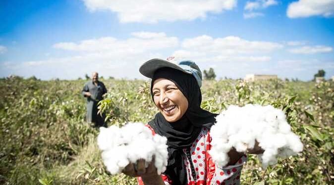 القطن المصري