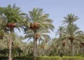 سياحة الكهوف و2 مليون نخلة تفتح فرص الاستثمار بالوادي الجديد.. اعرف التفاصيل