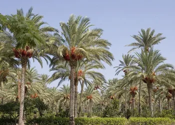 سياحة الكهوف و2 مليون نخلة تفتح فرص الاستثمار بالوادي الجديد.. اعرف التفاصيل
