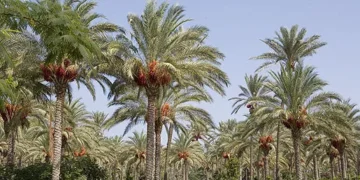 سياحة الكهوف و2 مليون نخلة تفتح فرص الاستثمار بالوادي الجديد.. اعرف التفاصيل