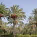 سياحة الكهوف و2 مليون نخلة تفتح فرص الاستثمار بالوادي الجديد.. اعرف التفاصيل